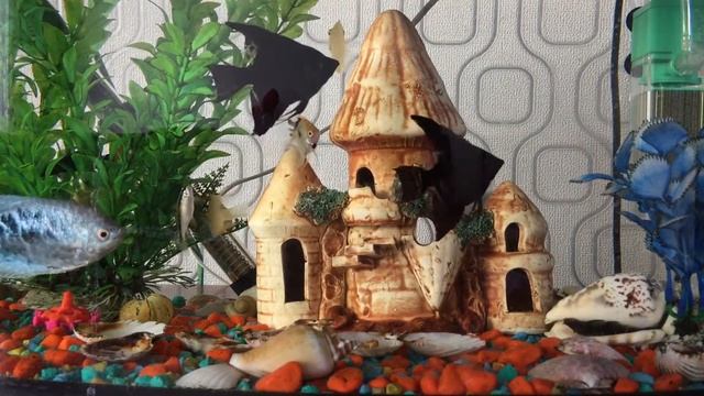 АКВАРИУМНЫЕ РЫБКИ плавают и пускают пузыри ВИДЕО ДЛЯ ДЕТЕЙ | AQUARIUM FISH смотреть онлайн
