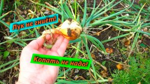 2021- Каким вырос лук посаженный в ячейках - Результат эксперимента!