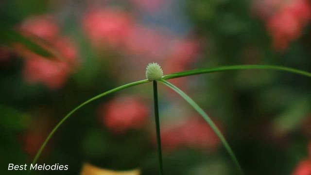 Расслабляющая музыка, которая лечит стресс, беспокойство и депрессию, исцеляет разум, тело и душу смотреть онлайн