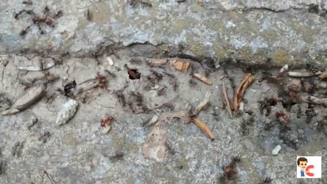 Муравьи забрали яйца смотреть онлайн
