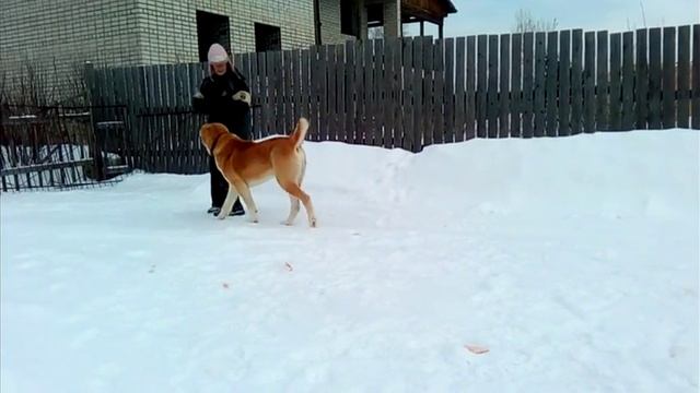 Среднеазиатская овчарка. Алабай. Рыжий мачо Рем.ч2 Домашнее видео САО. смотреть онлайн