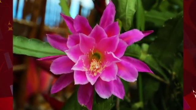Epiphyllum oxypetalum - Création Ngoc Khanh смотреть онлайн