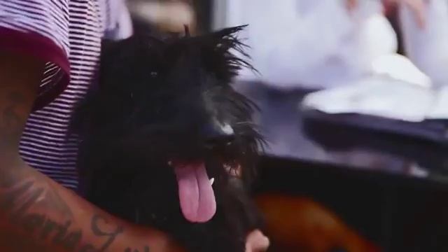 Centros de Información Veterinaria PRO PLAN смотреть онлайн