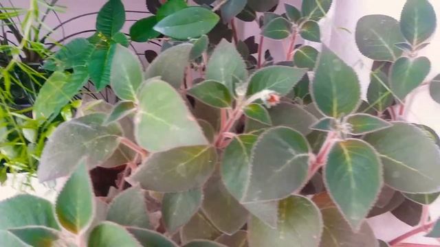 цветы в декабре 21.12.2021г смотреть онлайн