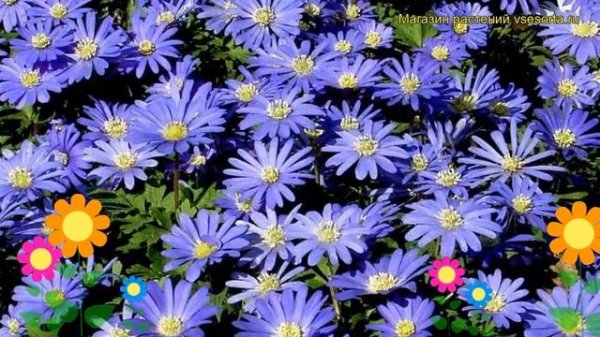 Анемона Бленда Блю Шейдс. Краткий обзор, описание характеристик Blanda Blue Shades