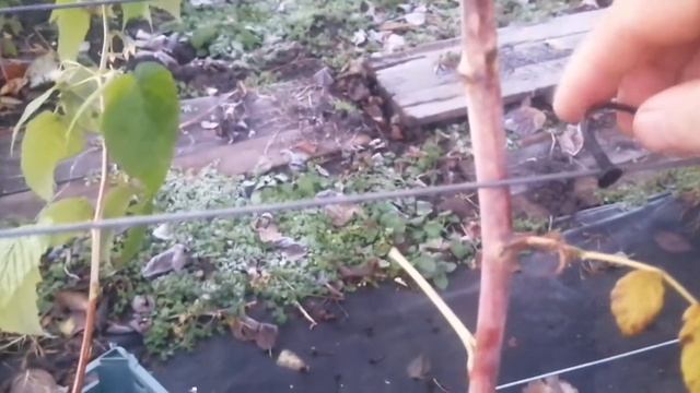 Тапенер для подвязки, нужен он нам или нет разберёмся. ??? смотреть онлайн