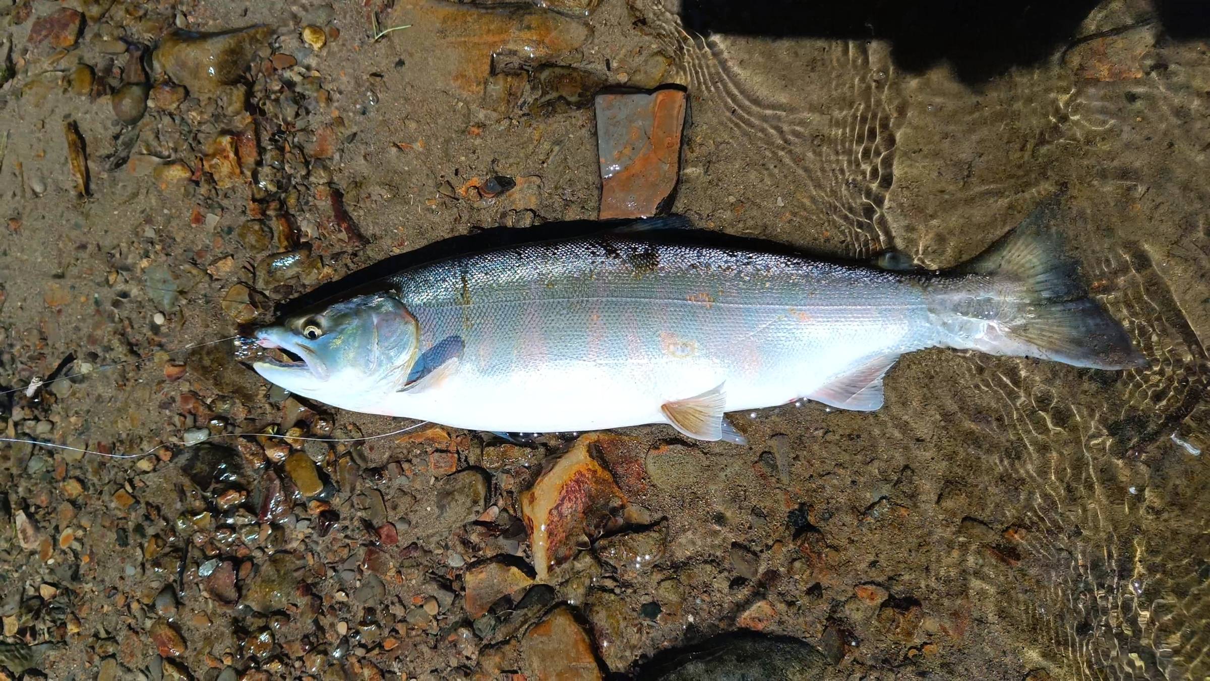 Fly-Fishing на Сахалине 2024. Ловля симы на евронимфинг с оснасткой гнутыш-нимфинг. 1 часть. смотреть онлайн