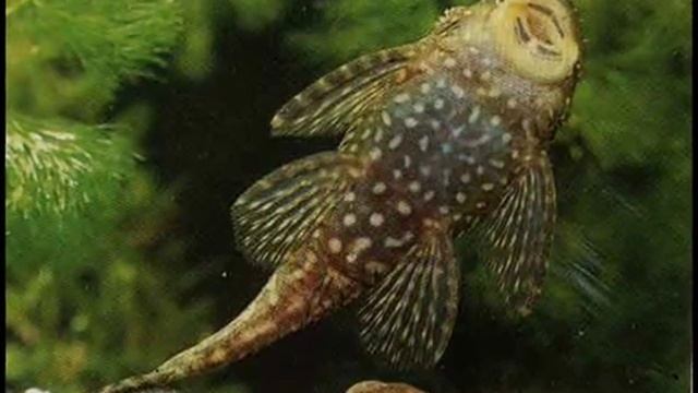 аквариумные рыбки смотреть онлайн