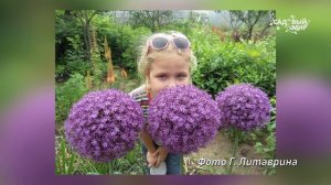 Декоративный лук в вашем саду. Посадка, уход, сорта