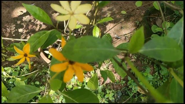 Golden Gardenia With Color Changing Flowers (Gardenia carinata) - Care and Culture смотреть онлайн
