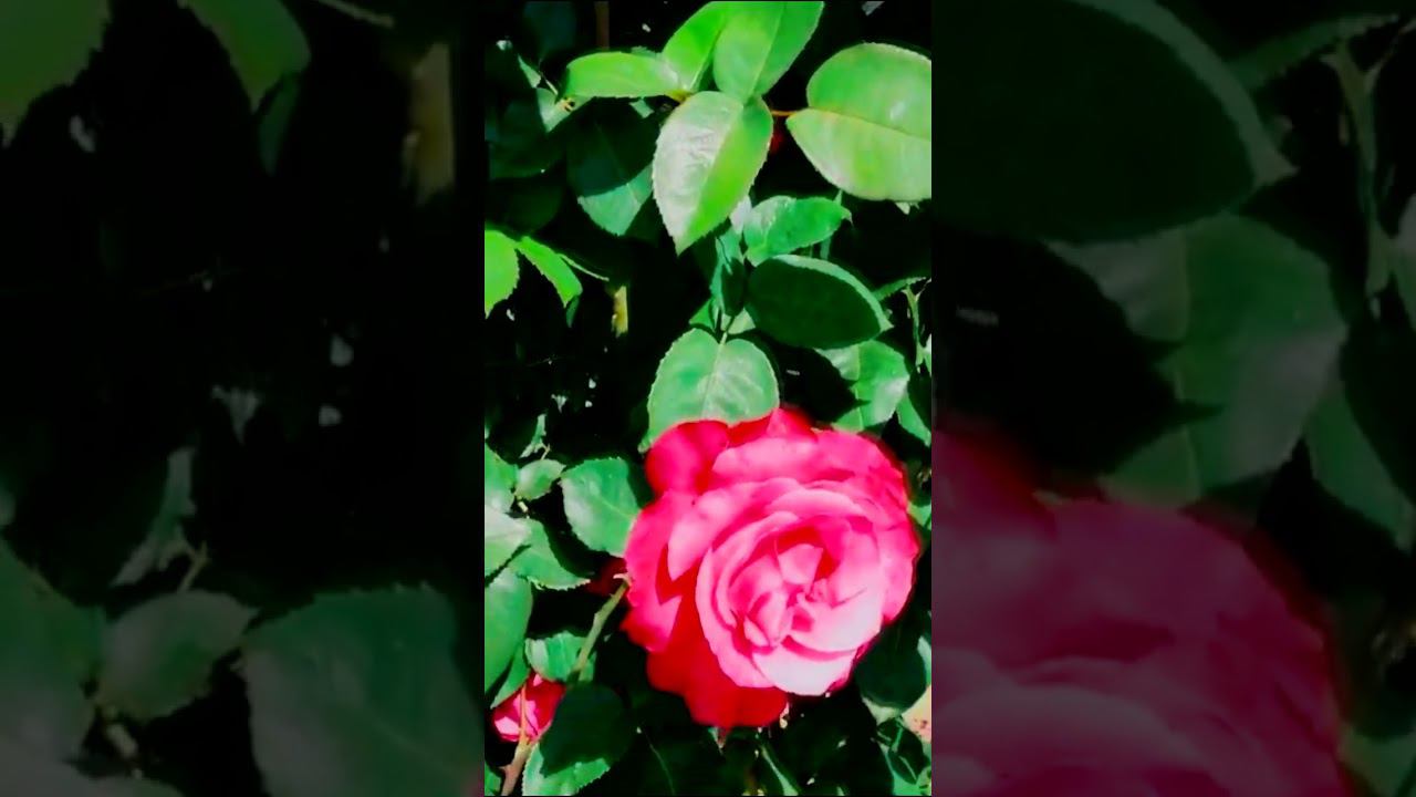 Сорт Софи Роуз Sophy’s Rose смотреть онлайн