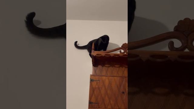 Кот на шкафу. Животные