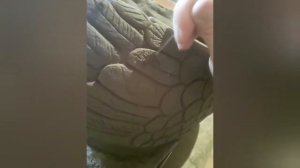 Лебедь из цемента.