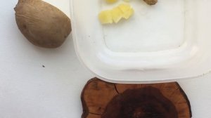 Картошка для рыбалки. Супер насадка на карпа, карася, линя, леща.