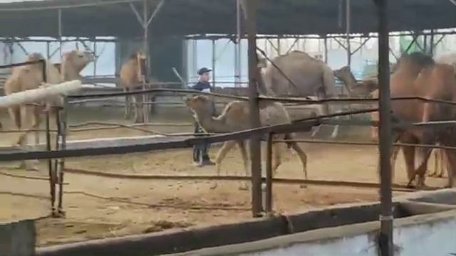 ТУЯ СУТИ смотреть онлайн