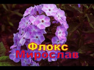 Флокс Мирослав