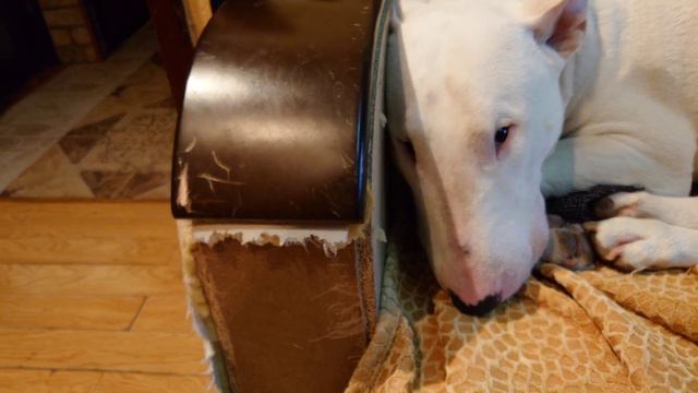 С Бультерьерами весело! 😁 Дэнни и Снап #бультерьер #дэнни #снап смотреть онлайн