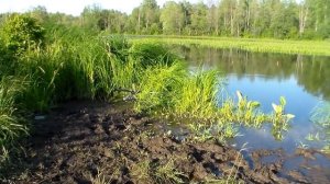 Рыбалка с Михалычем.Ловля карася!