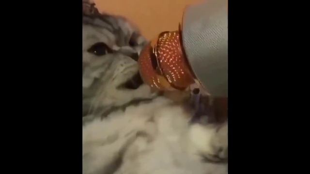 Котоприколы? смотреть онлайн