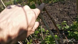 Борьба с галлицей на малине.