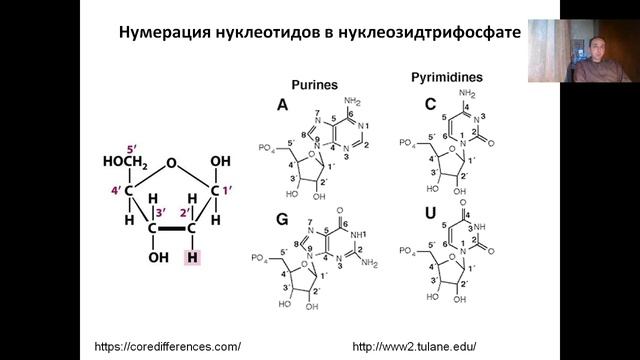 Лекция 2. Клеточный цикл (2022)