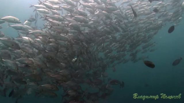 КАРАНКАСЫ И НЕ ТОЛЬКО НА АНИЛАО FUL HD