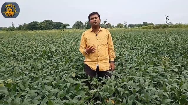 Green Gold 3344 Soybean Variety | ग्रीन गोल्ड 3344 सोयाबीन | Soybean Variety | Agro Empire смотреть онлайн