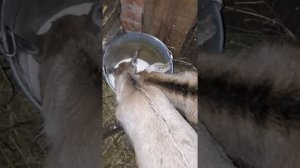 КОРМЛЮ КОЗЛЯТ КОРОВЬИМ МОЛОКОМ)))?