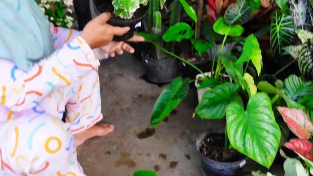 Stok Tanhis disini masih Seger2 Mumer Cantik Woow Woow смотреть онлайн