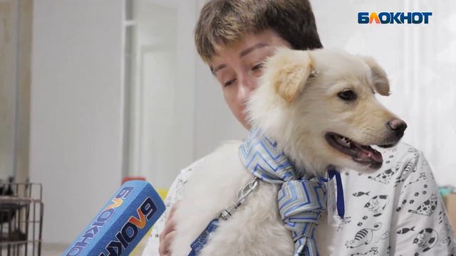 Выставка бездомных собак в Ростове довела до слез посетителей смотреть онлайн