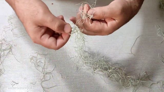 A few money-making ideas with the Spanish moss aerobic plant / (Tillandsia usneoides) смотреть онлайн