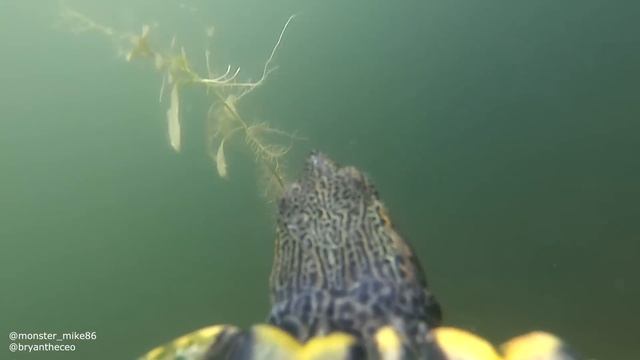 BEST GoPro on a Turtle! Swimming Underwater смотреть онлайн
