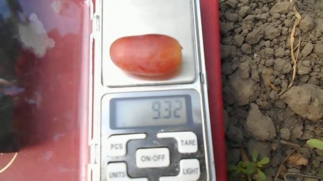 Виноград Сюрприз!селекция Силкова В.М.