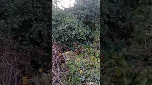 начало проэкта моя дача