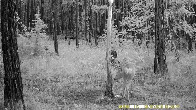 Самка сибирской косули смотреть онлайн