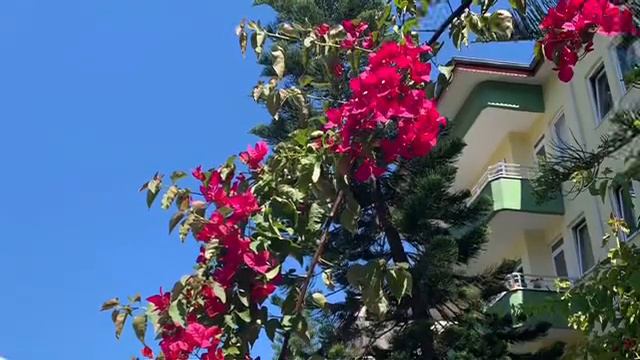 Мы пришли в этот мир сотворить Красоту! смотреть онлайн