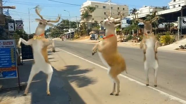 Happy Lunar New Year from Phu Quoc :) смотреть онлайн