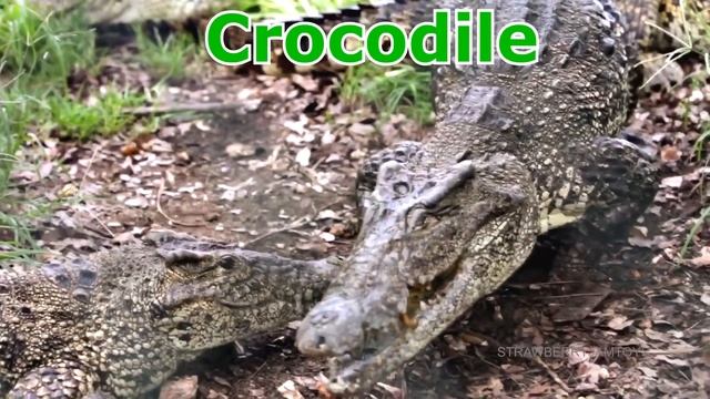 игрушки диких животных в зоопарке - изучайте имена животных с игрушками для детей смотреть онлайн