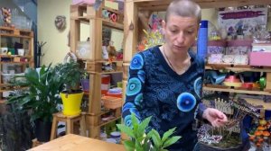 Комнатное растение Лавр благородный | Как вырастить дома лаврушку и на что обратить внимание