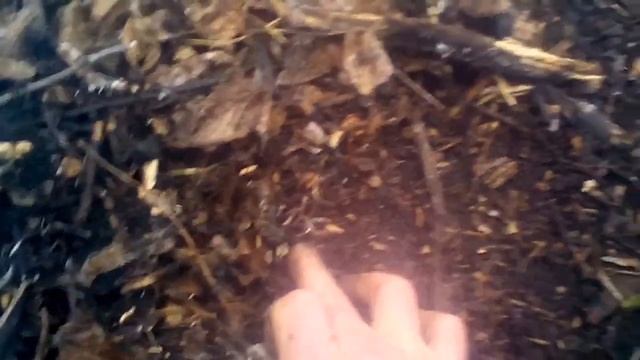 Коп монет в посадках, поиск металлоискателем. смотреть онлайн