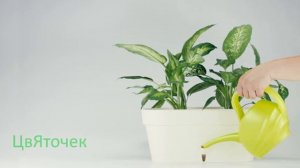 Диффенбахия уход в домашних условиях