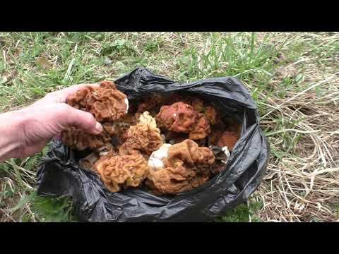 Сморчки, строчки. Тихая охота.