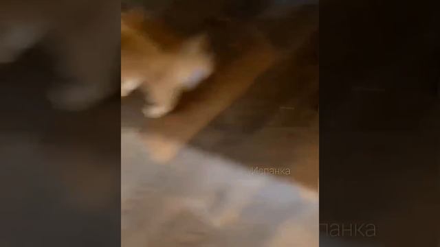 кот и липкая лента для мух смотреть онлайн