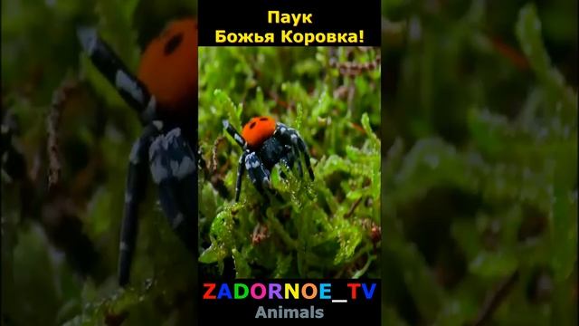 Паук Божья Коровка! смотреть онлайн