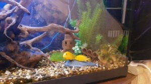 Нерест цихлид Еллоу, как самка Лабидохромиса еллоу мечит икру.