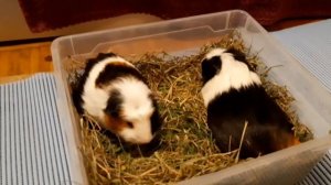 Плюсы и минусы содержания морских свинок;)