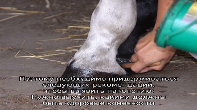 Копыта лошади смотреть онлайн