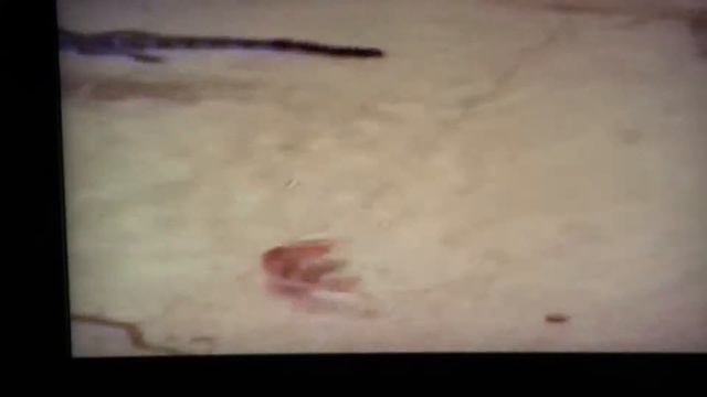 SHELL FACTORY and OCTAGON WILDLIFE SANCTUARY A PLACE WHERE DISCARDED LIVES PART 1 смотреть онлайн