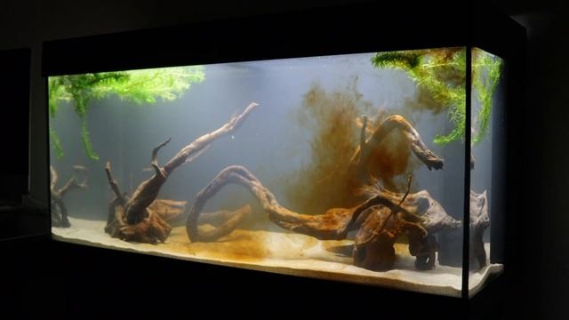 New Tank Setup for my Tetra Fish | Juwel Rio 180 LED смотреть онлайн