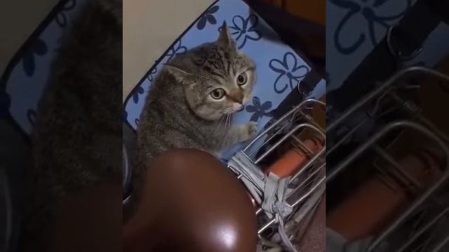 кот рассказывает скороговорки смотреть онлайн